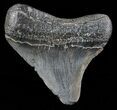 Bargain Megalodon Tooth - South Carolina #47259-1